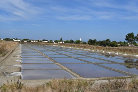 Marais salant - Ile de Ré