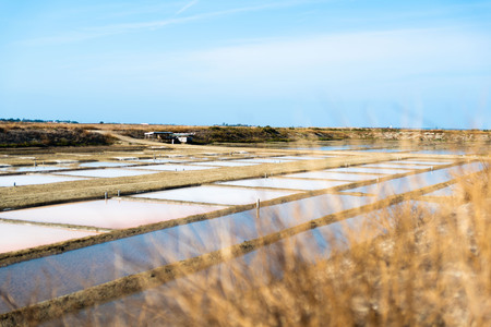 Marais salant - Ile de Ré