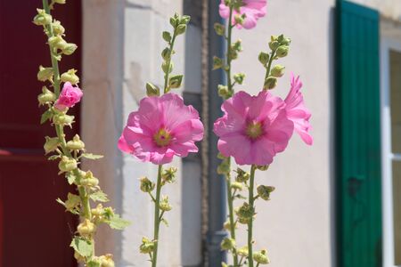 Rose trémière - Ile de Ré