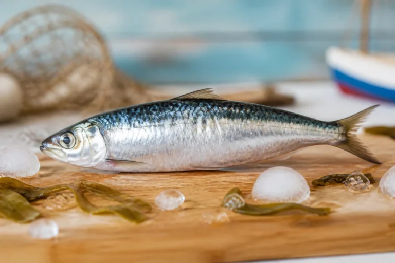 anchois ou sardine