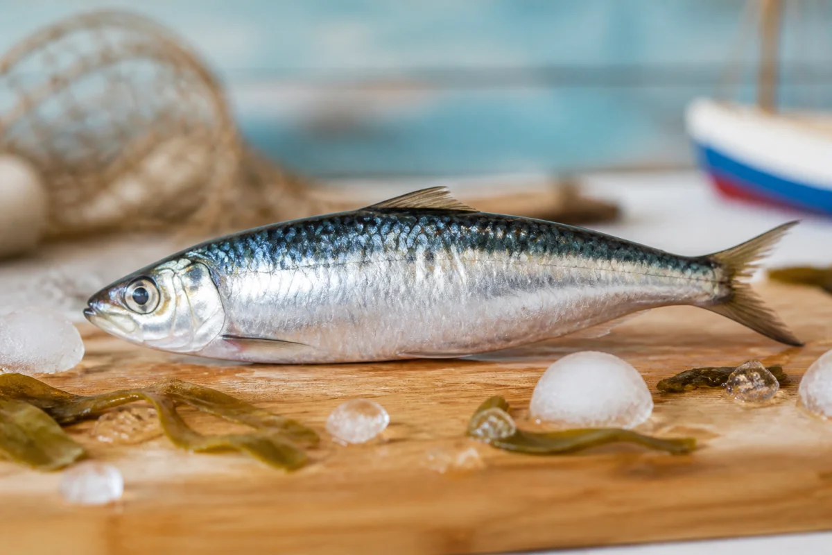 anchois ou sardine